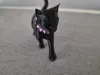 Purple Collar and purple spikes