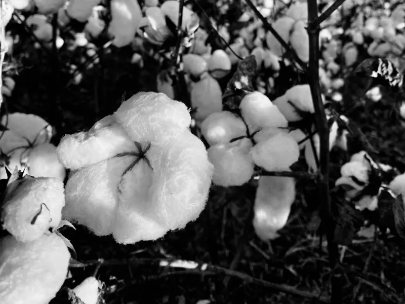 Fall Cotton Bloom HueForge