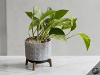 Modern Wave Plant Pot