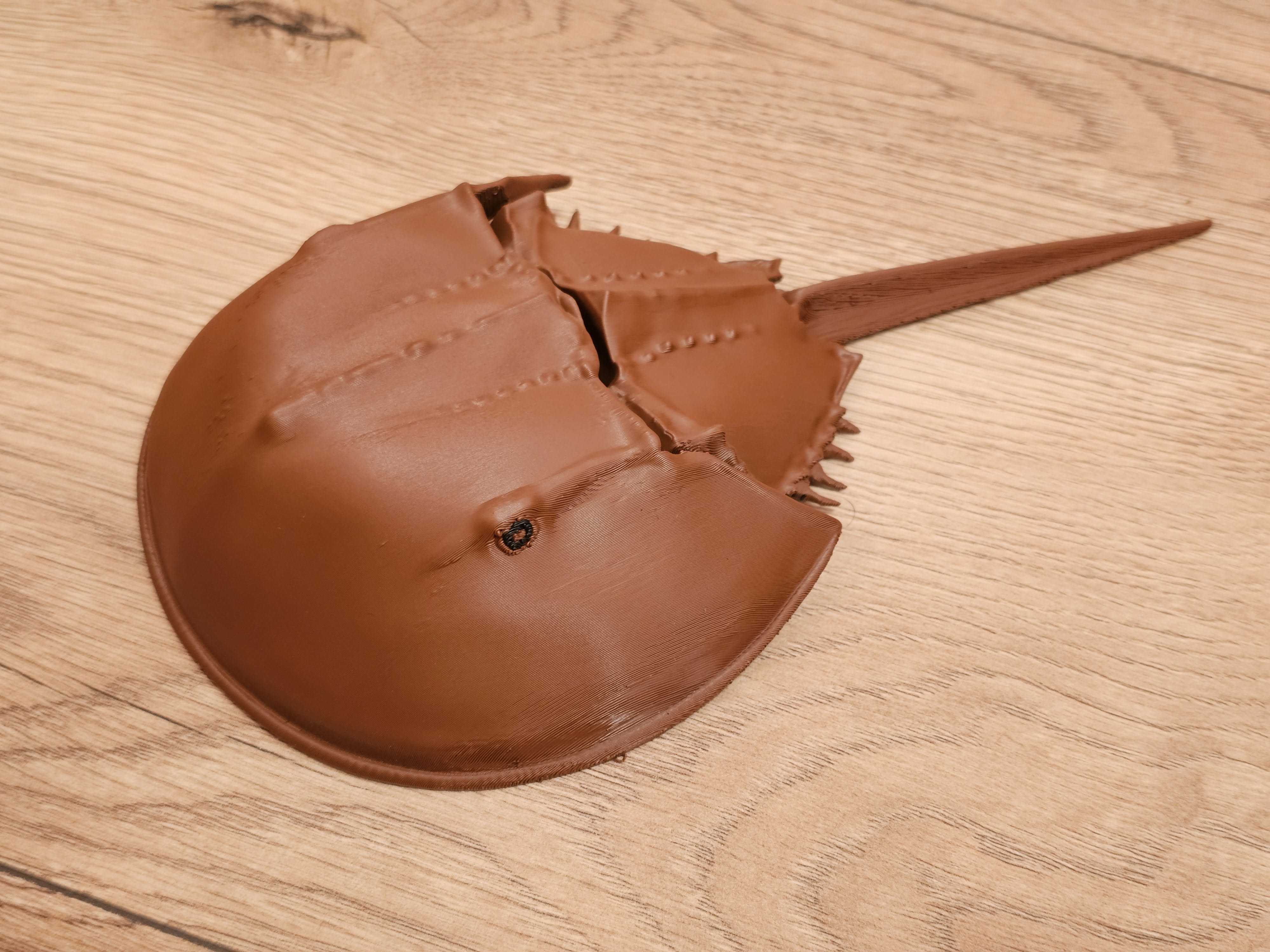 Sea Creature - Horseshoe Crab - 1