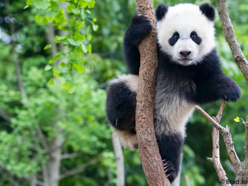 Oso panda 