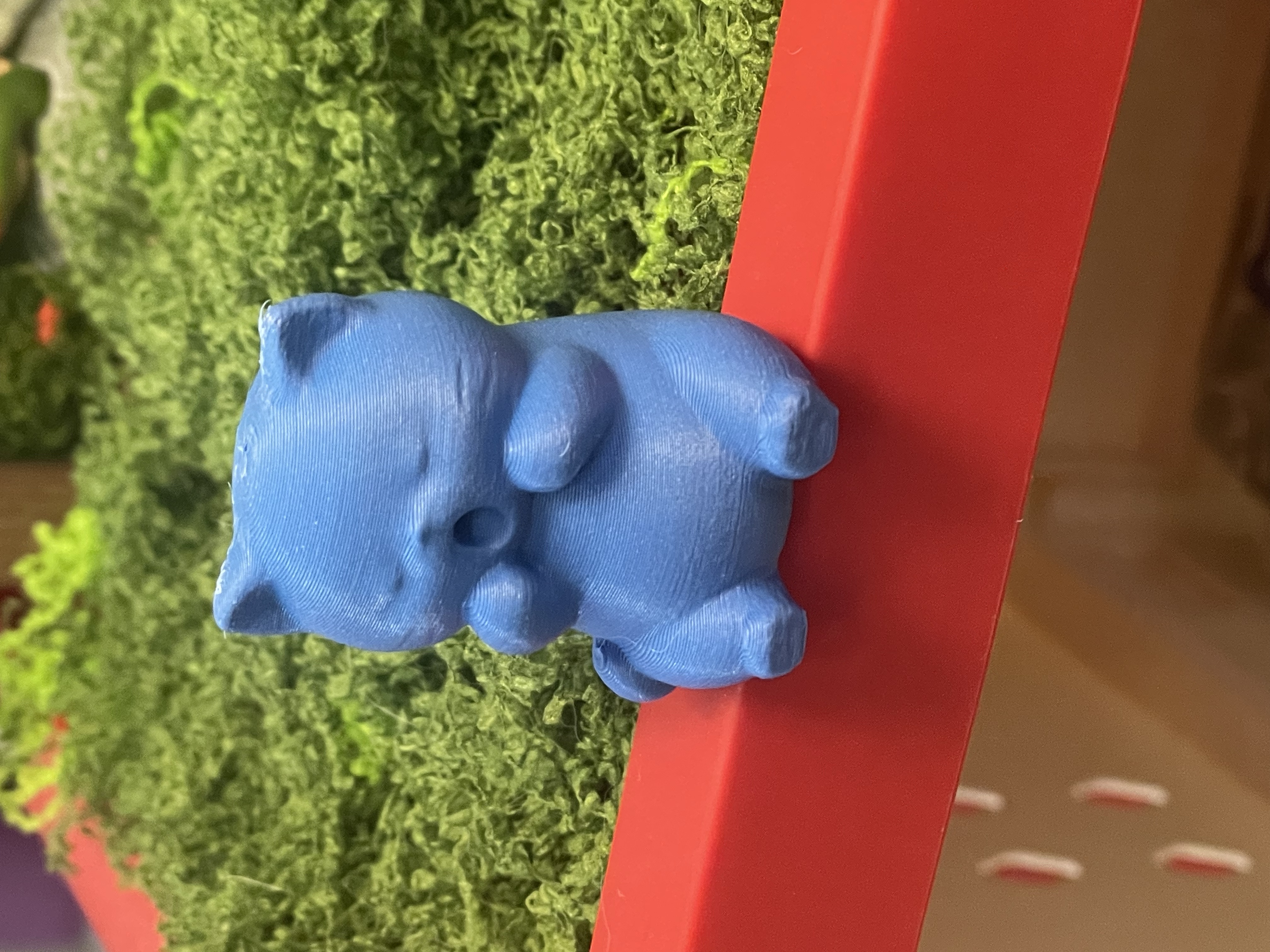 打哈欠的小猫 - 1