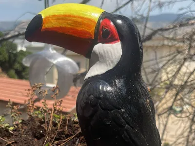 Toucan bird