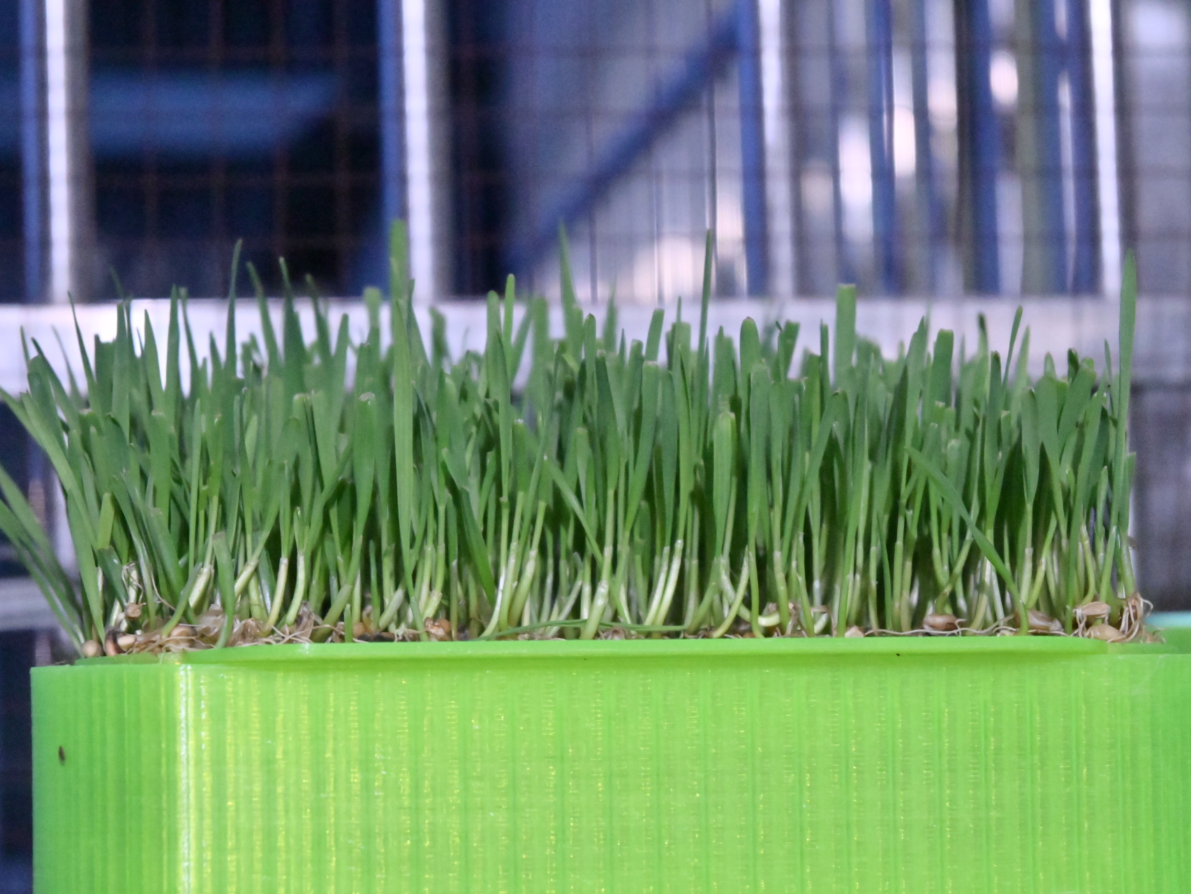 Jumbo Wheatgrass Planter with Overflow Control