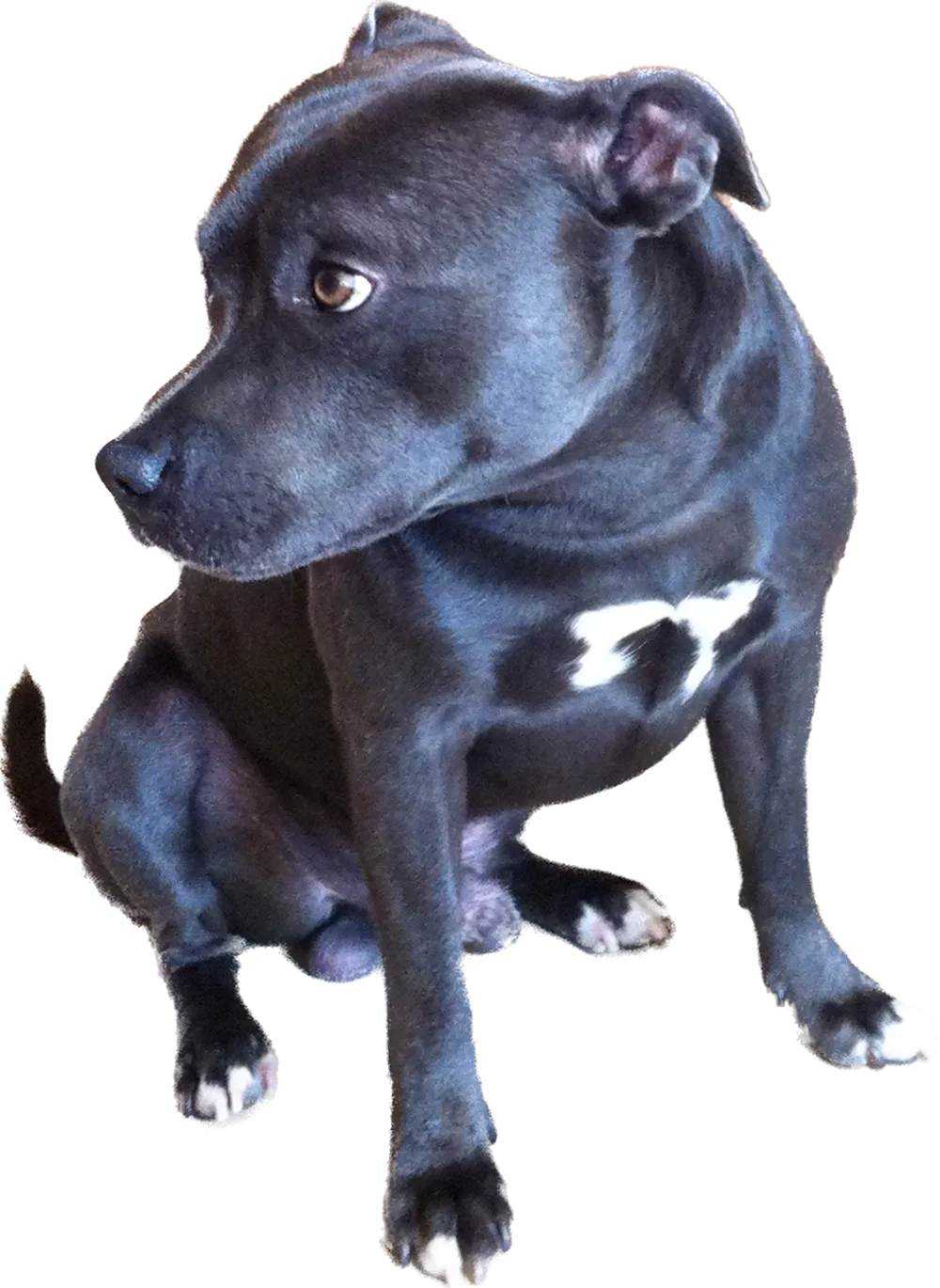 staffordshire-bull-terrier-by-troublemaker-makerworld