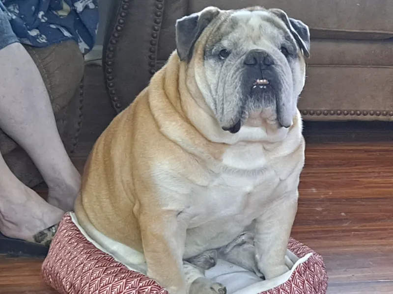 Big Mack