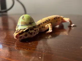 Mini War Helmet for Mini Critters 