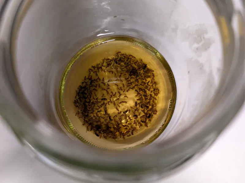 Customizable Fruit Fly Trap, parametric design!