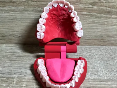 Multicolored Tooth Models + Tongue (foldable) AMS
