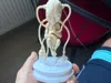 22 cm Model