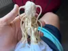 16 cm Model
