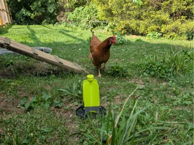 Japanese Beetle Trap Chicken Feeder Adapter