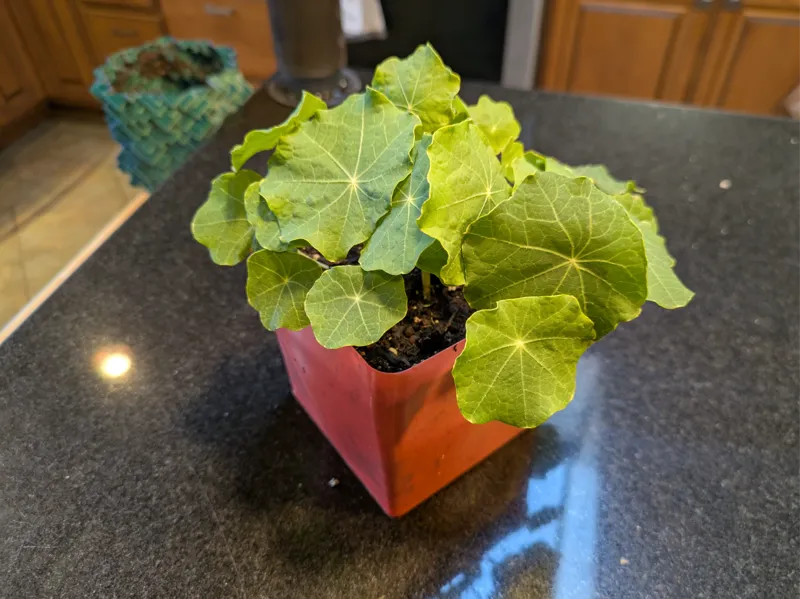 4" nursery pot in vase mode