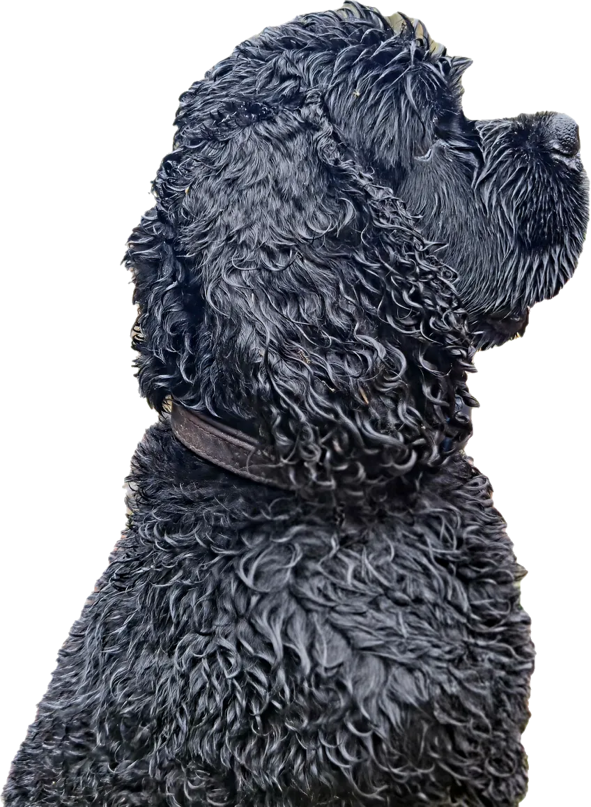 American Cocker Spaniel. - Free 3D Print Model - MakerWorld