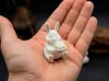 Mini| 40×32 mm