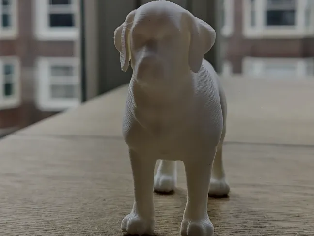 Golden retriever 