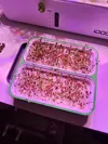 0.2mm layer, 2 walls, 10% infill