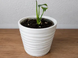 Minimalistischer Übertopf mit Rillen