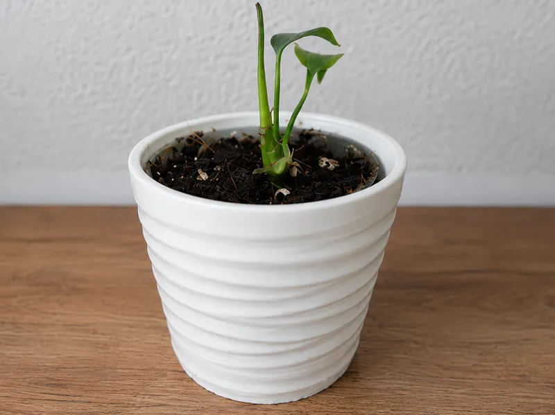 Minimalistischer Übertopf mit Rillen