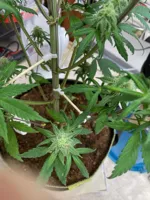 Écarteur de tiges pour culture de cannabis — photo 3