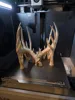 Antler Set 1-22, 50% scale