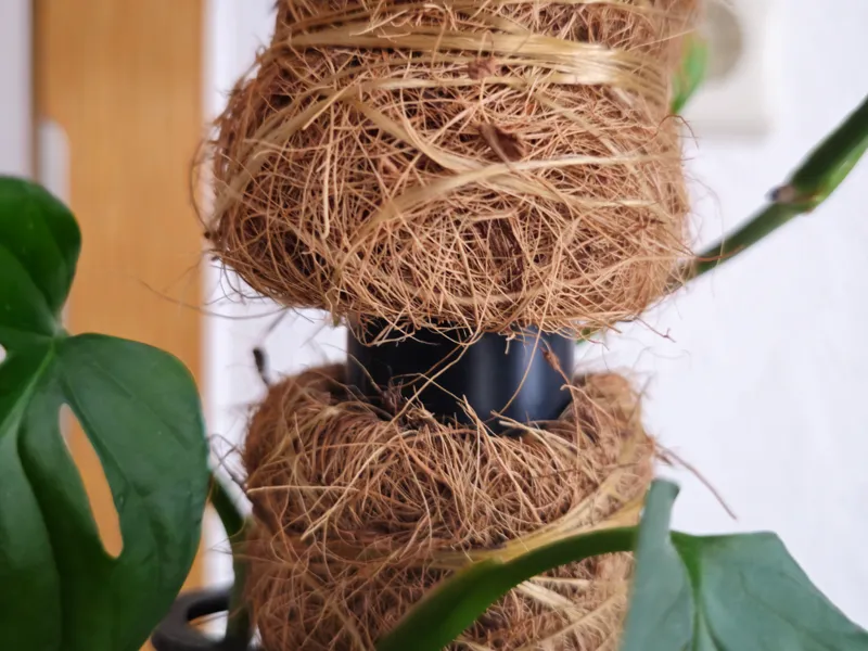 Adapter Pflanzstab/Moosstab Monstera