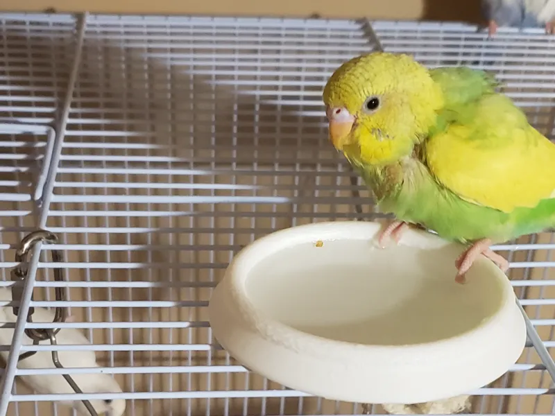 Anti-Tip Bird Water Bowl (Open-Area)