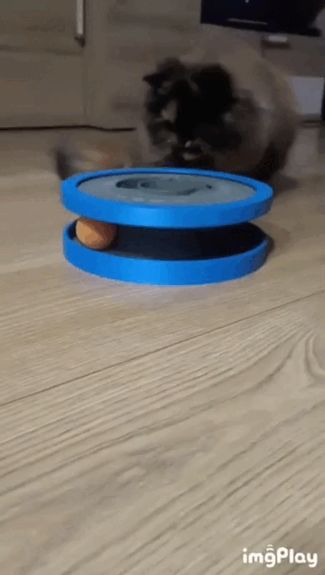 WINKLE CAT TOY