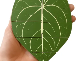 Anthurium Flexi Leaf – Botanical Flexi Fidget!