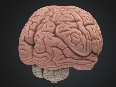 Petit cerveau décoratif