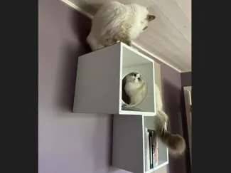 Cat Entrance for Ikea Eket Shelf