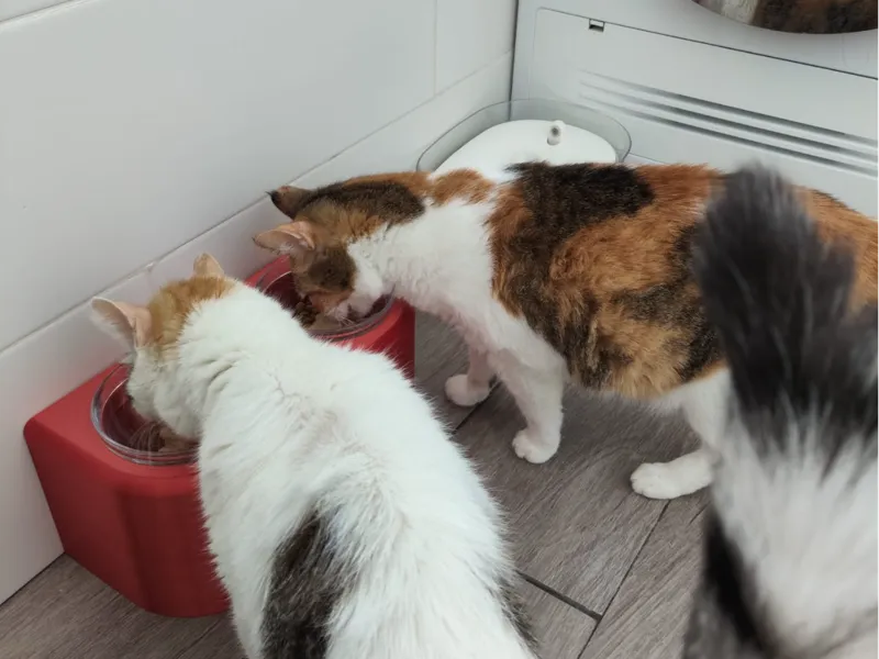 Comedero alto para gatos o perros pequeños