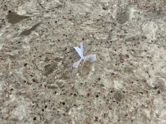 plate full of flying thingies