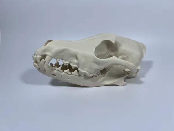 https://makerworld.bblmw.com/makerworld/model/US767b3eb09aaf0d/design/2025-09-05_3da3b4089d8fa.jpg