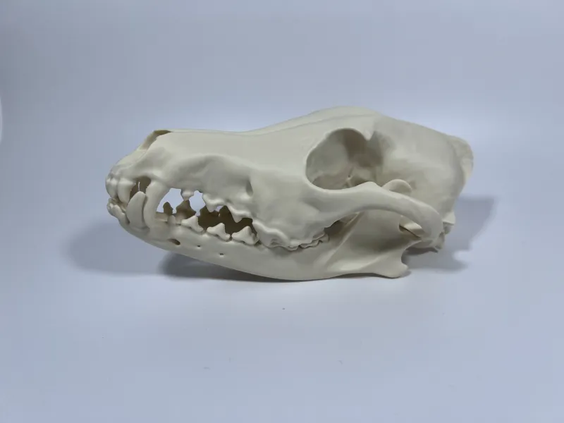 Coyote Cranium and Mandible