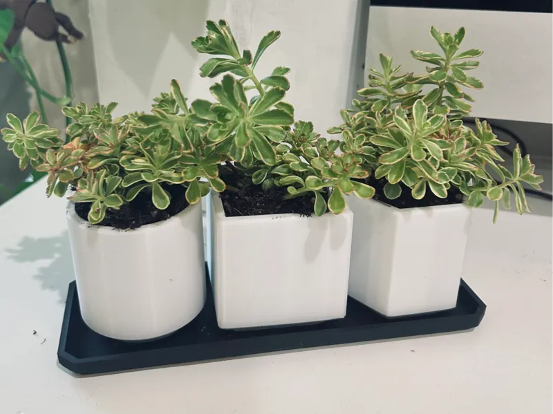 Succulent Pots (No supports)