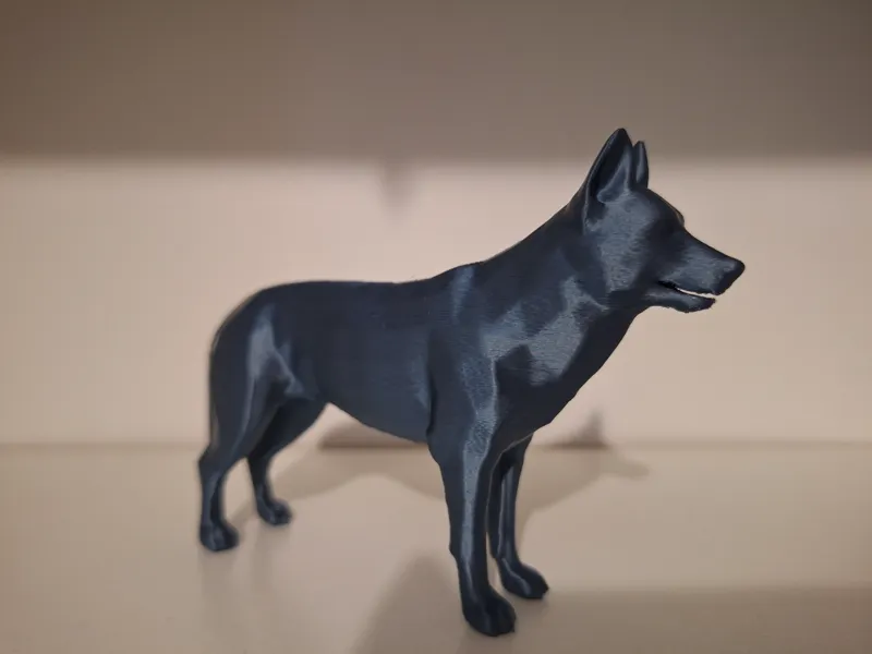 Husky de siberie