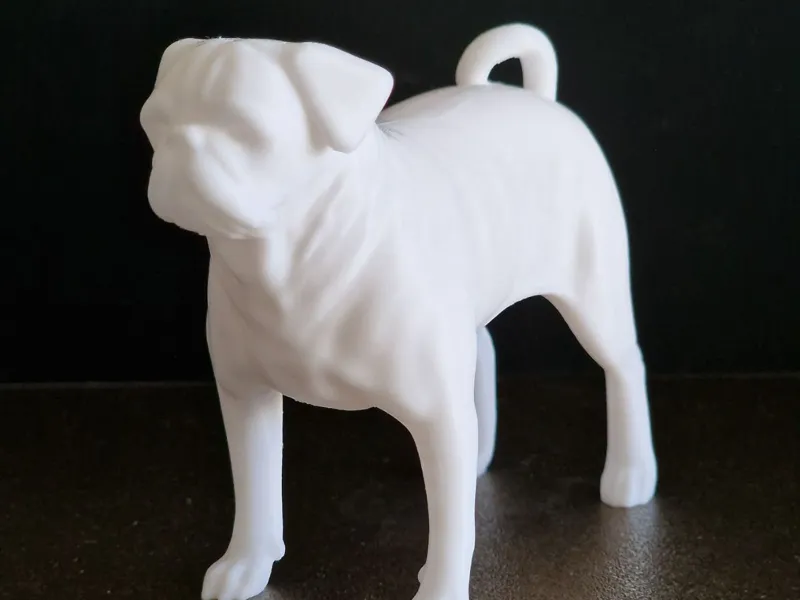 Carlino Pug dog Dannasis