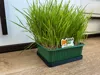 PLA CF Black/Green