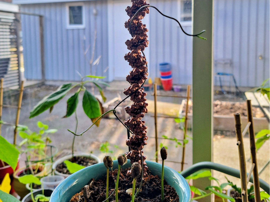 B-Form DNA Plant Stick