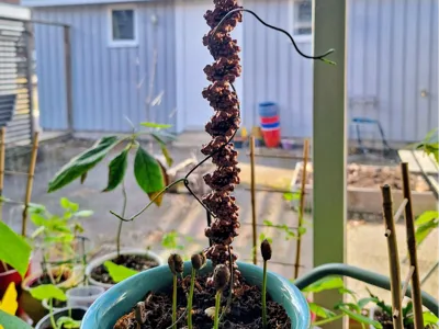 B-Form DNA Plant Stick