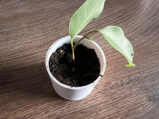 Plantbucket