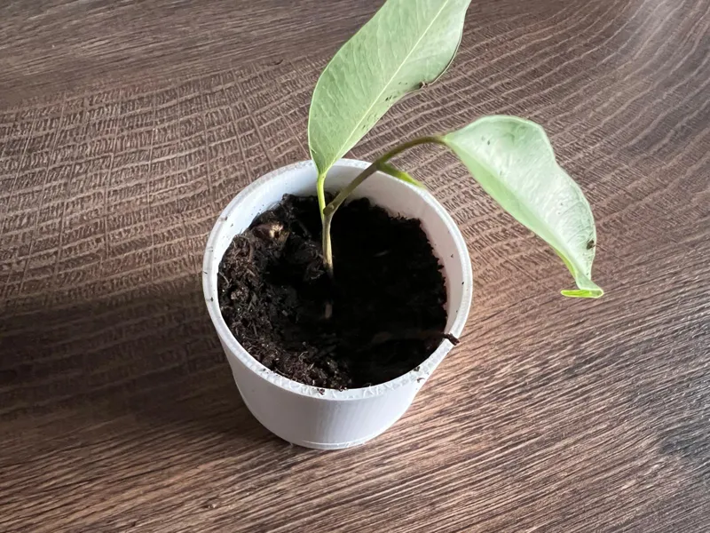 Plantbucket