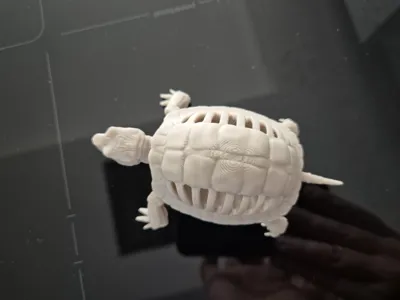 Turtle Skeleton Model Skeleton Turtle by Andrew86 MakerWorld: Download Free 3D Models