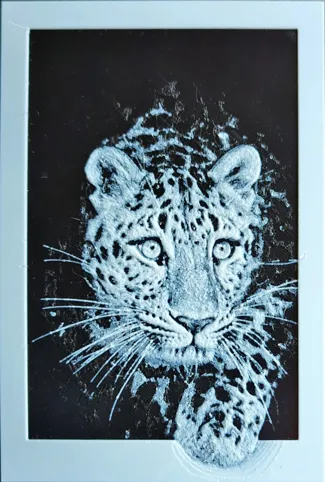 Leopard coming out of white border