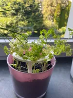 Anneau de tuteurage pour plante — photo 3