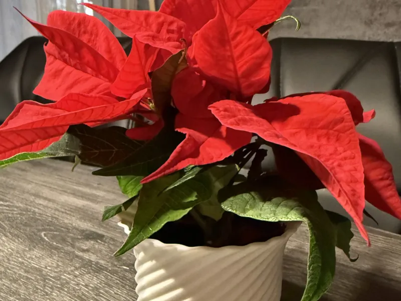 Vase klein / Vase Weihnachtsstern