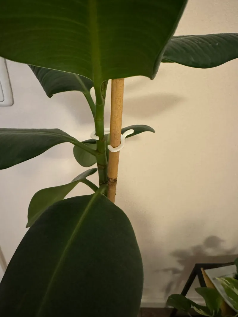 Pflanzenclip / Plant Clip