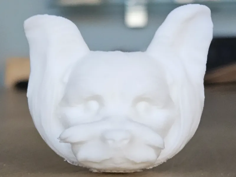 Yorkshire Terrier face