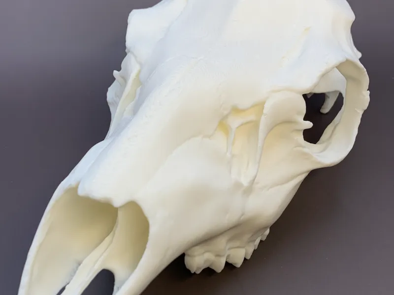 European-style Whitetail Buck Mount (3.25" spread)
